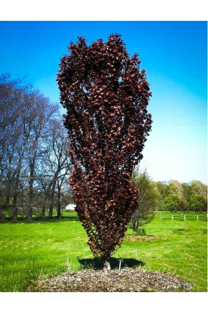 Бук Червоний Обеліск